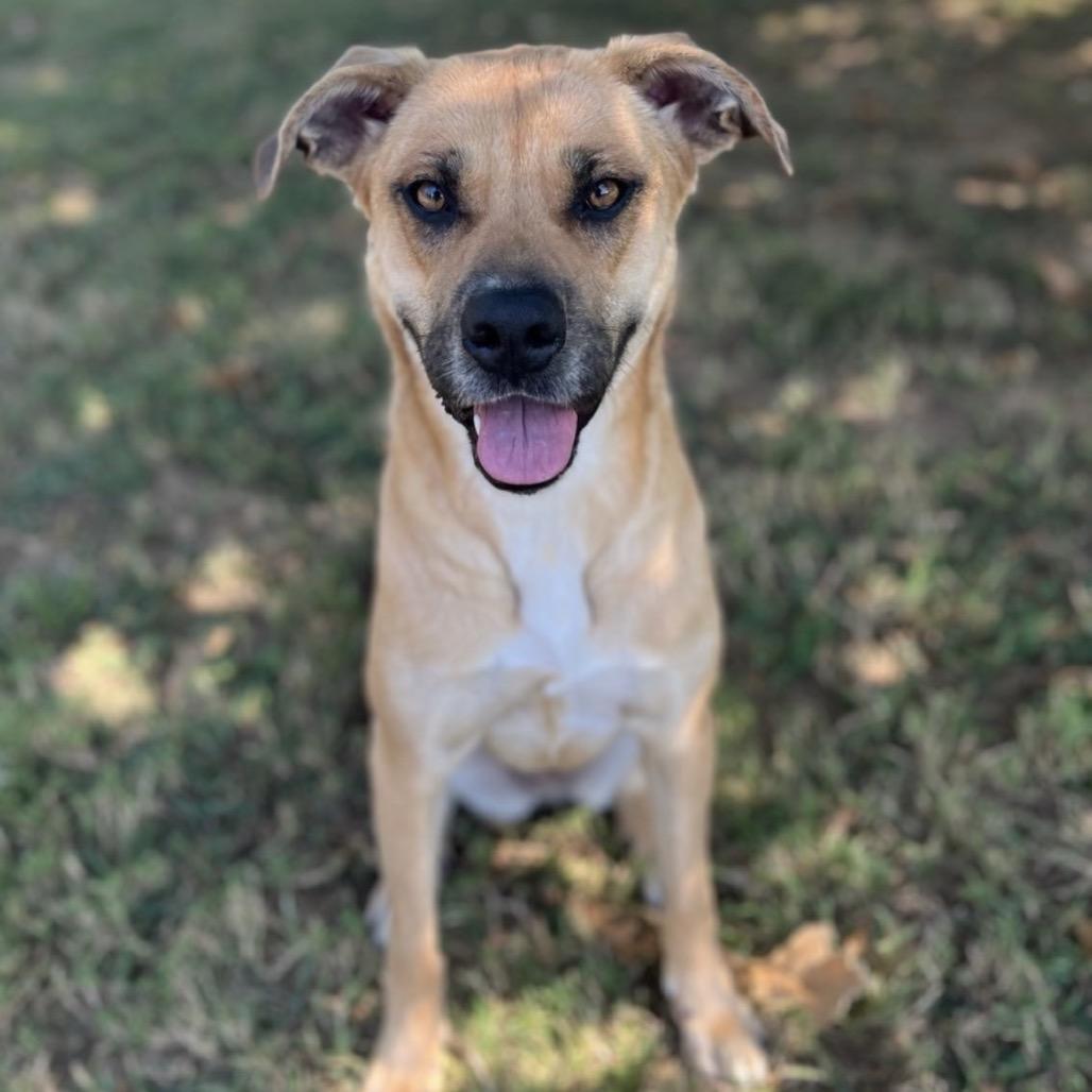 Mayhem (May May), a Adoptable Mixed Breed in Chattanooga, TN image 6/6