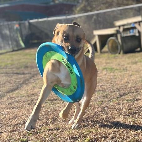 Enlarge May May, a Adoptable Mixed Breed in Chattanooga, TN image 6/6