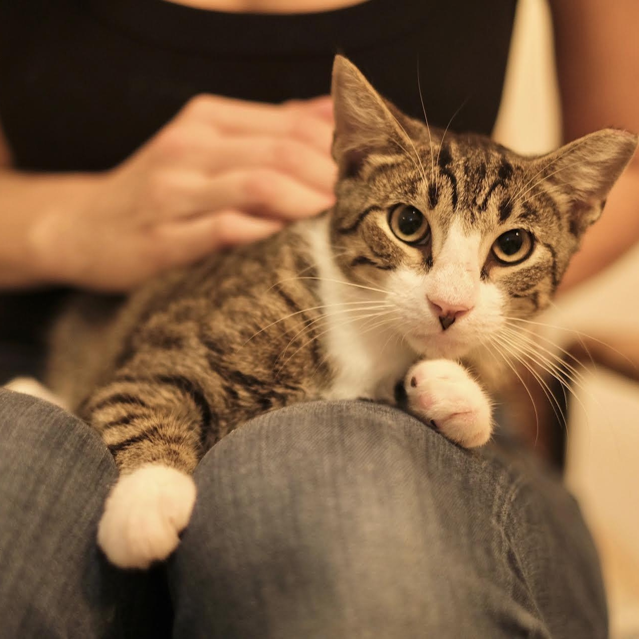 Spencer, Adoptable, Young Male Tabby.