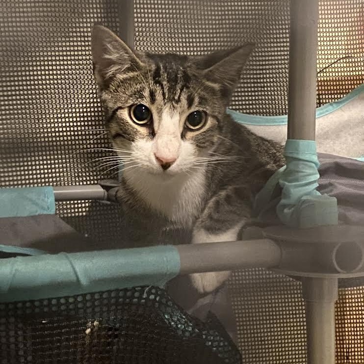 Enlarge Spencer, a Adoptable Tabby in Boston, MA image 6/6