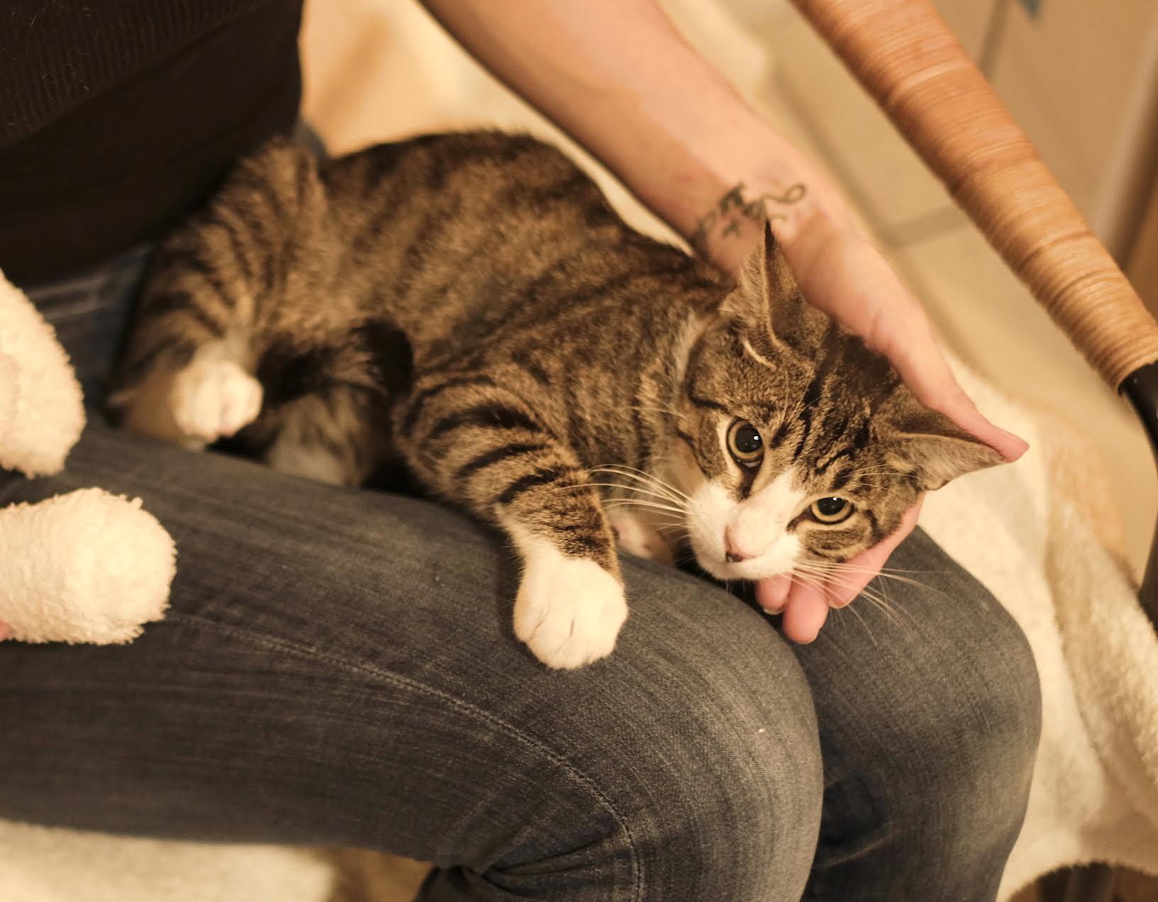 Enlarge Spencer, a Adoptable Tabby in Boston, MA image 3/6