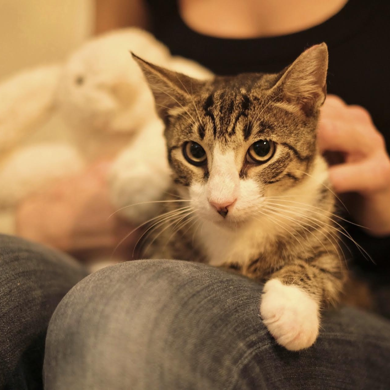 Enlarge Spencer, a Adoptable Tabby in Boston, MA image 4/6