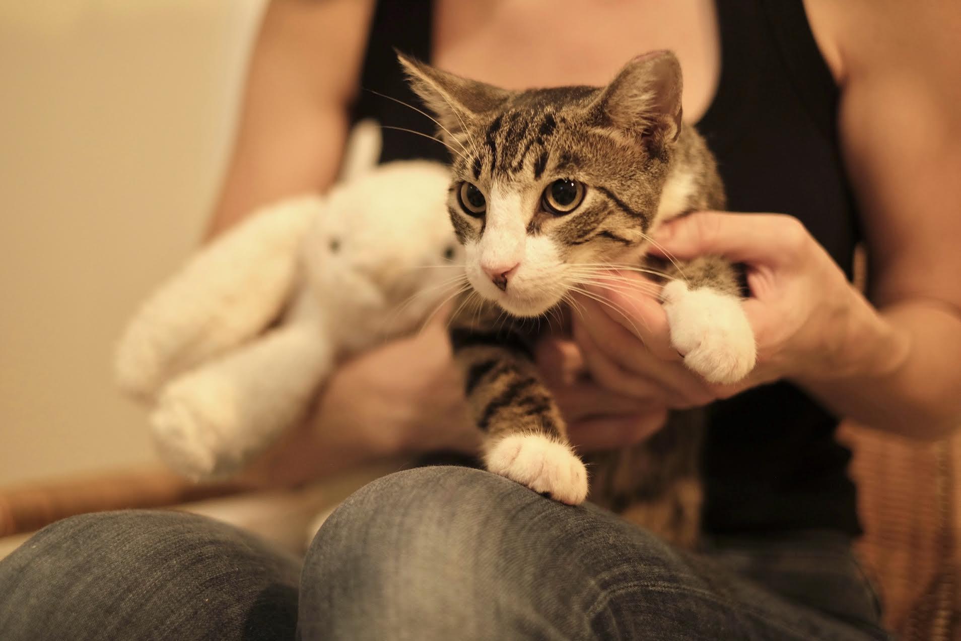 Enlarge Spencer, a Adoptable Tabby in Boston, MA image 5/6