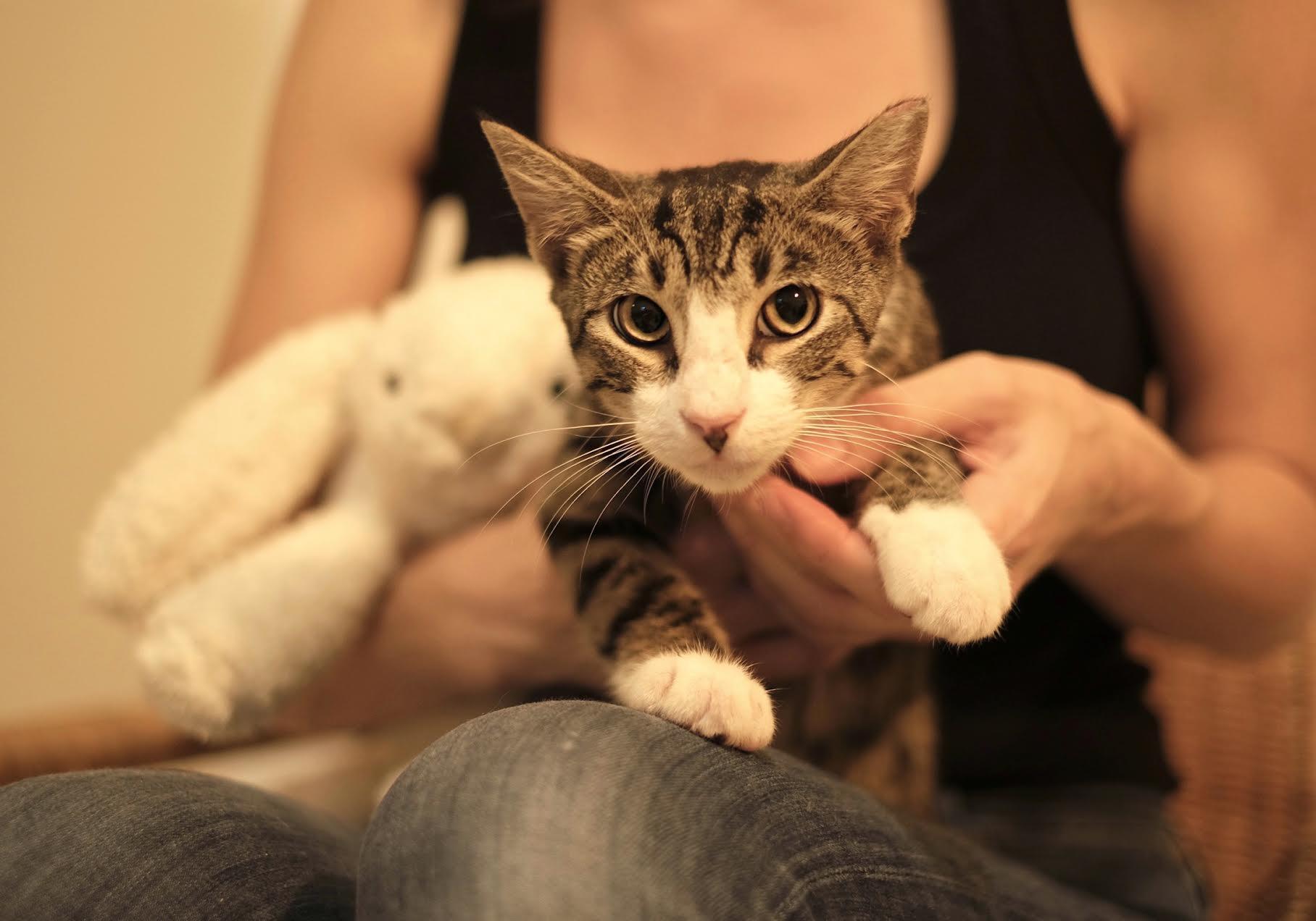 Enlarge Spencer, a Adoptable Tabby in Boston, MA image 2/6