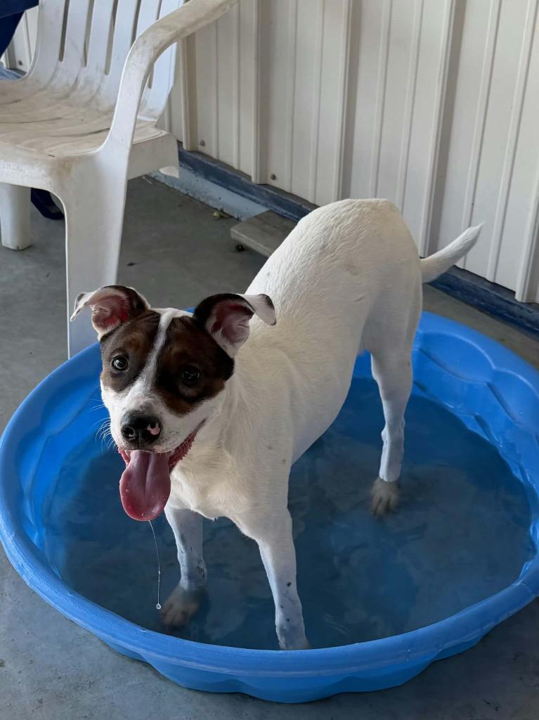 Bailey, Adoptable, Young Female Mixed Breed.