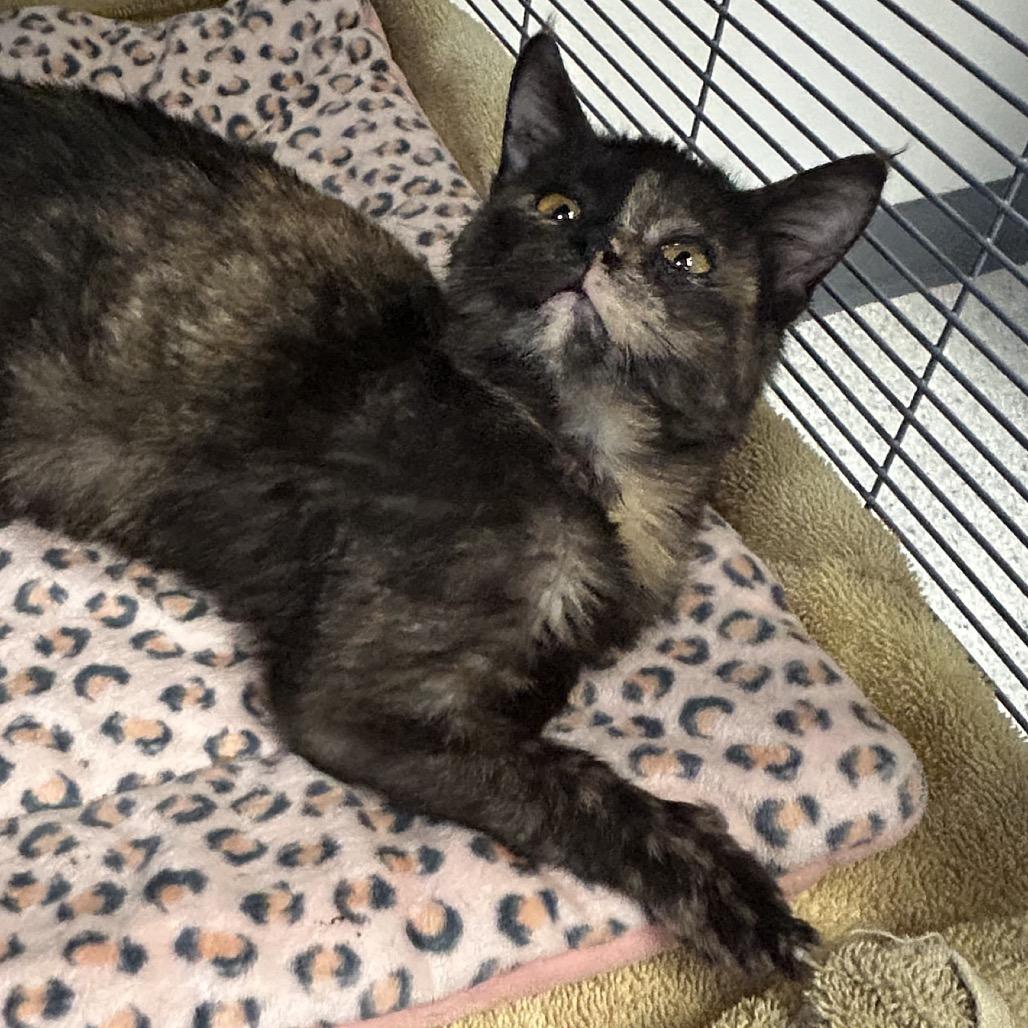 Enlarge Elsa, a Adoptable Domestic Short Hair in Hannibal, MO image 1/2