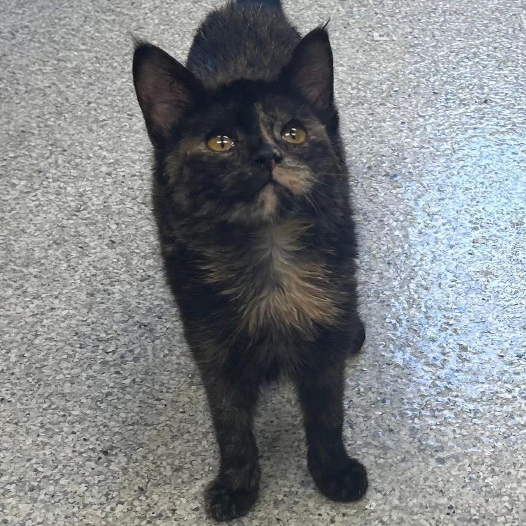 Enlarge Elsa, a Adoptable Domestic Short Hair in Hannibal, MO image 2/2