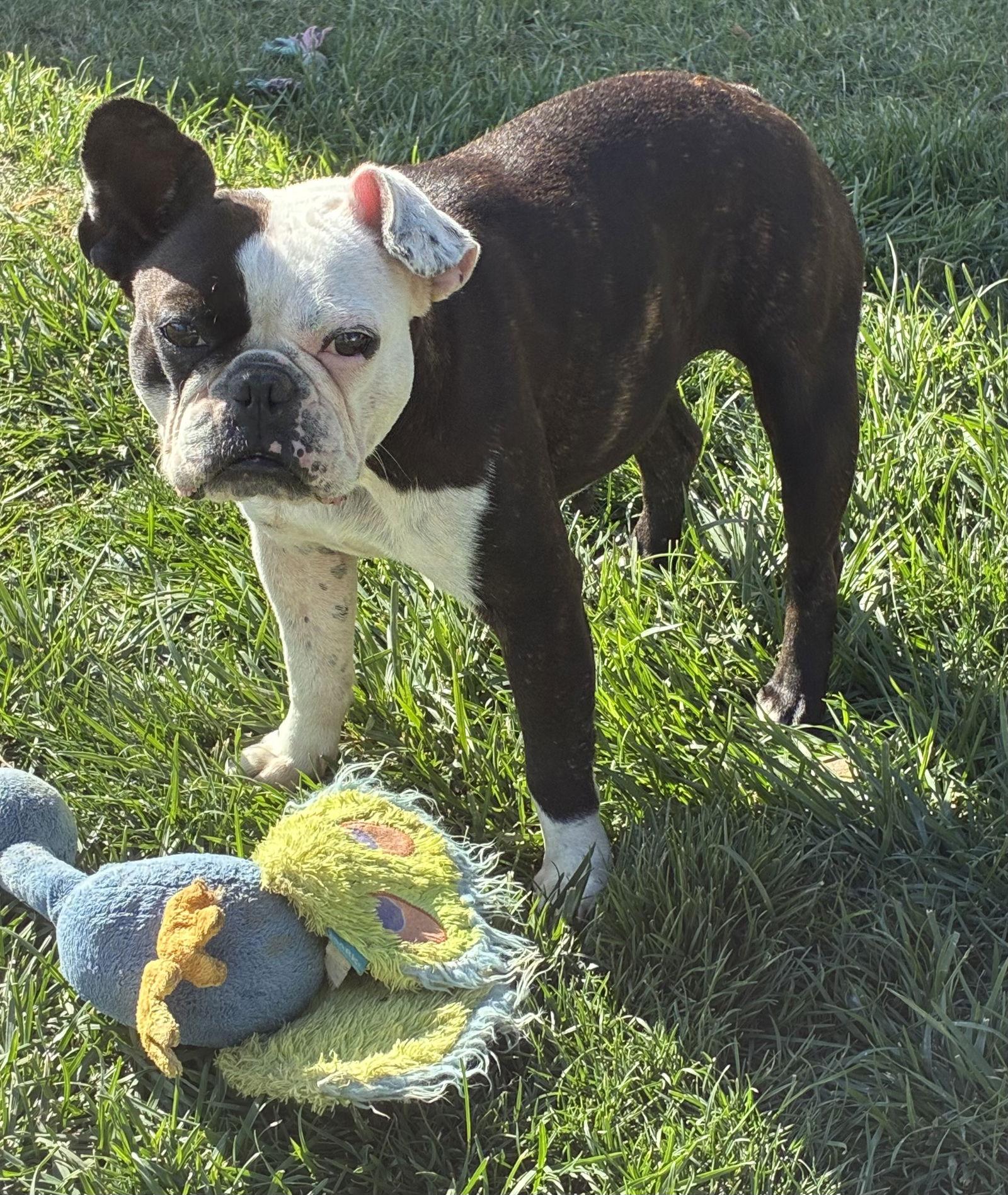 Lulu, Adoptable, Adult Female Boston Terrier & French Bulldog.