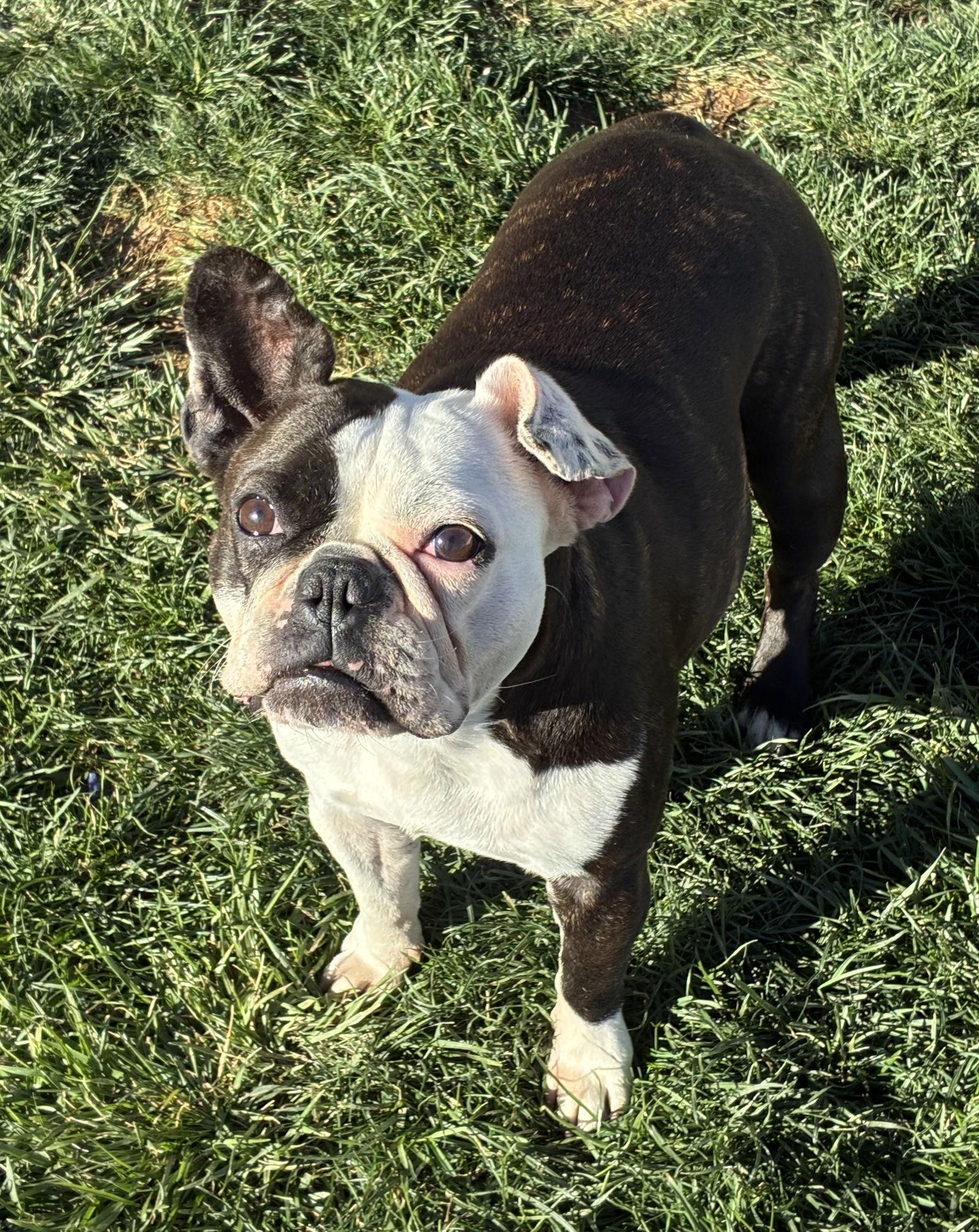 Enlarge Lulu, a Adopted mixed breed in Hesperia, CA image 2/3