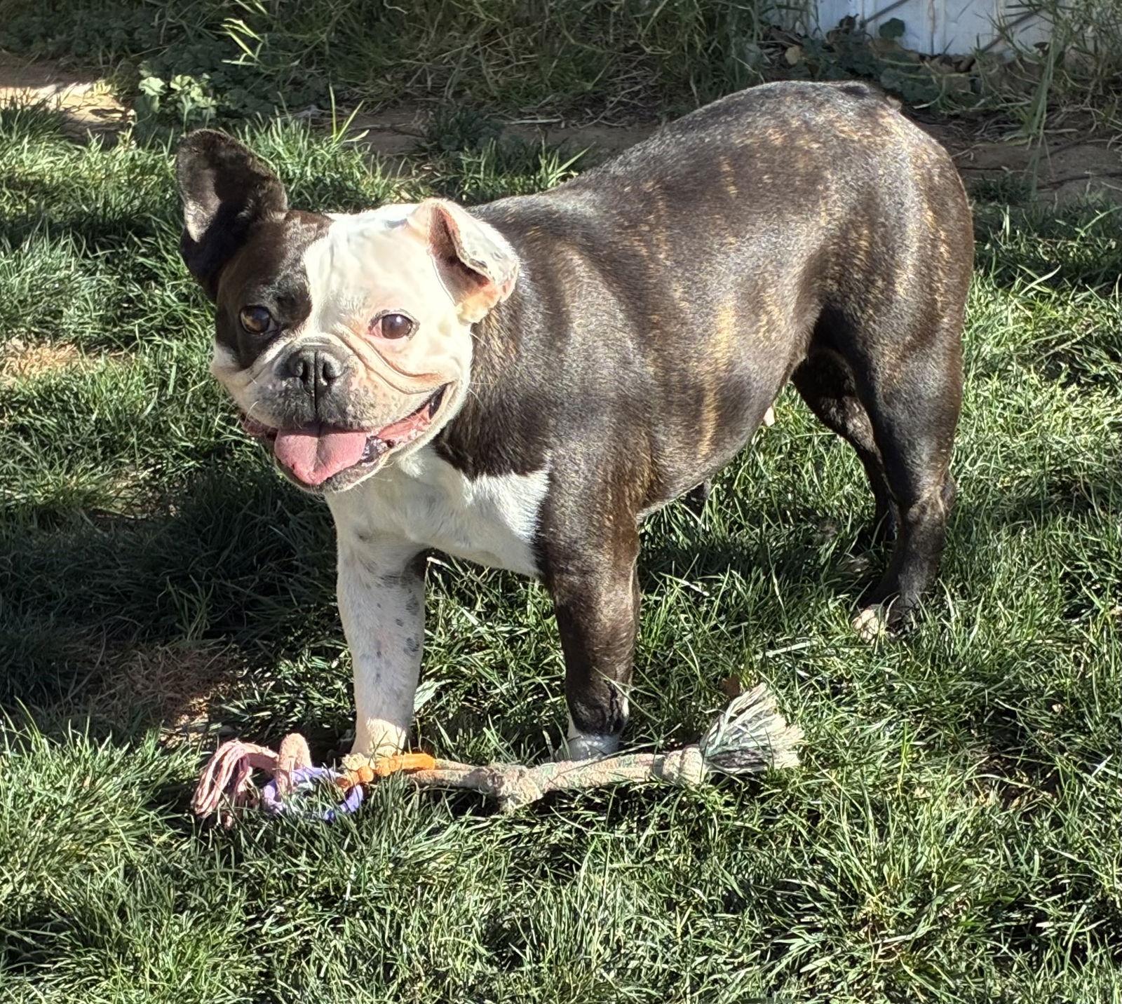 Enlarge Lulu, a Adopted mixed breed in Hesperia, CA image 3/3