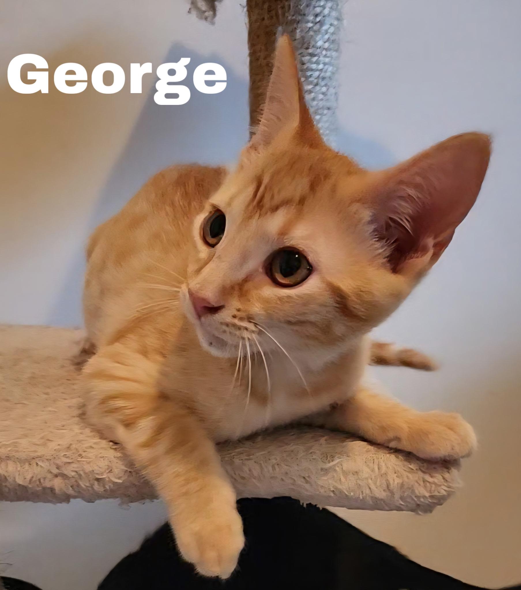 George, a ADOPTABLE Domestic Short Hair in Jackson, MS image 3/3