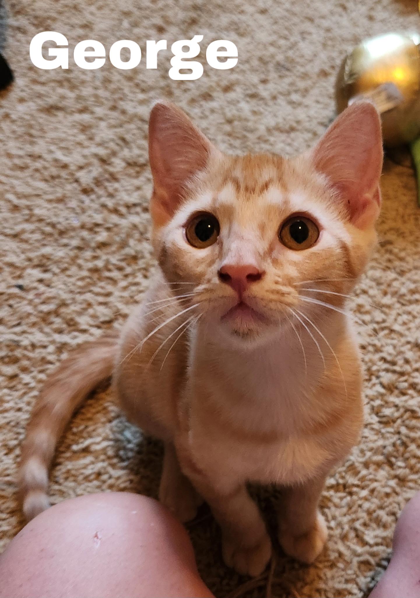 George, a ADOPTABLE Domestic Short Hair in Jackson, MS image 2/3