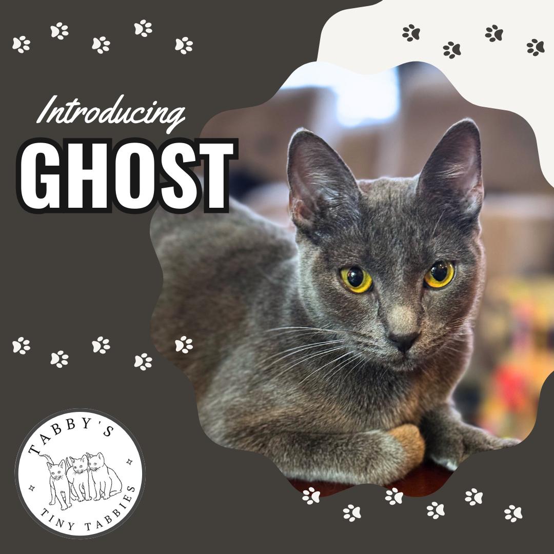 Ghost (available now!), Young Female Russian Blue