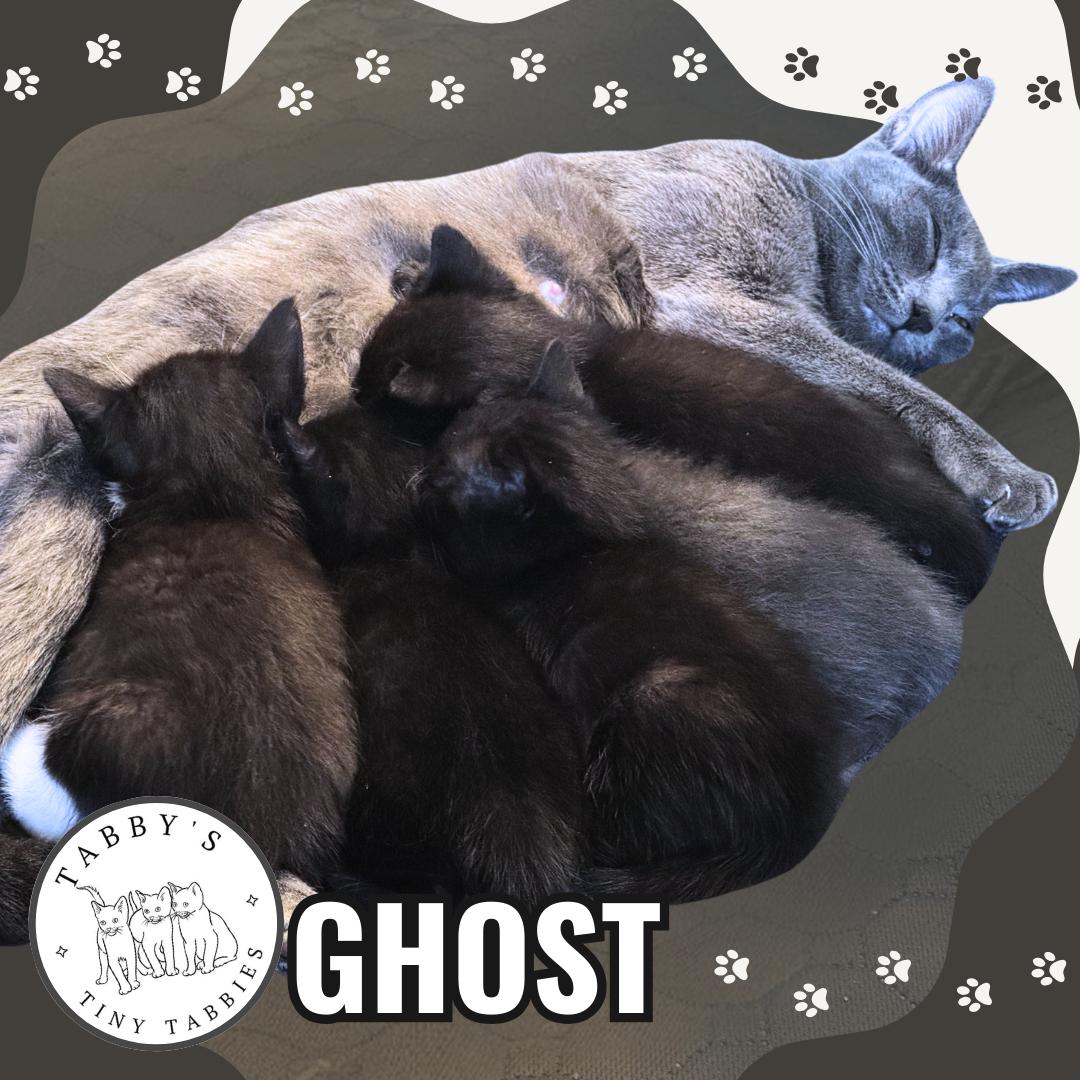 Ghost (available now!) photo 5