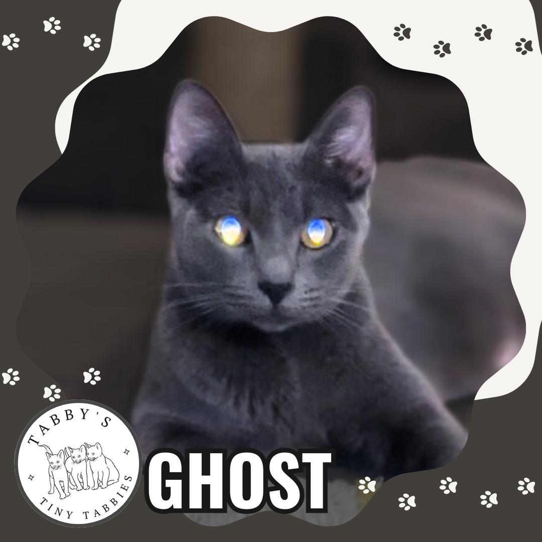 Ghost (available now!) photo 6