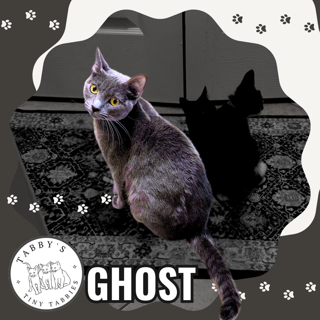 Ghost (available now!) photo 3