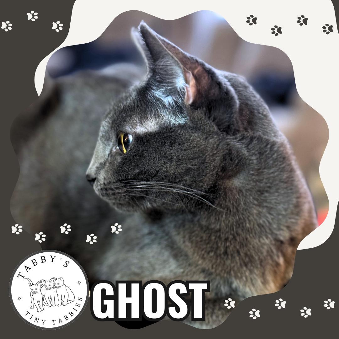Ghost (available now!) photo 2