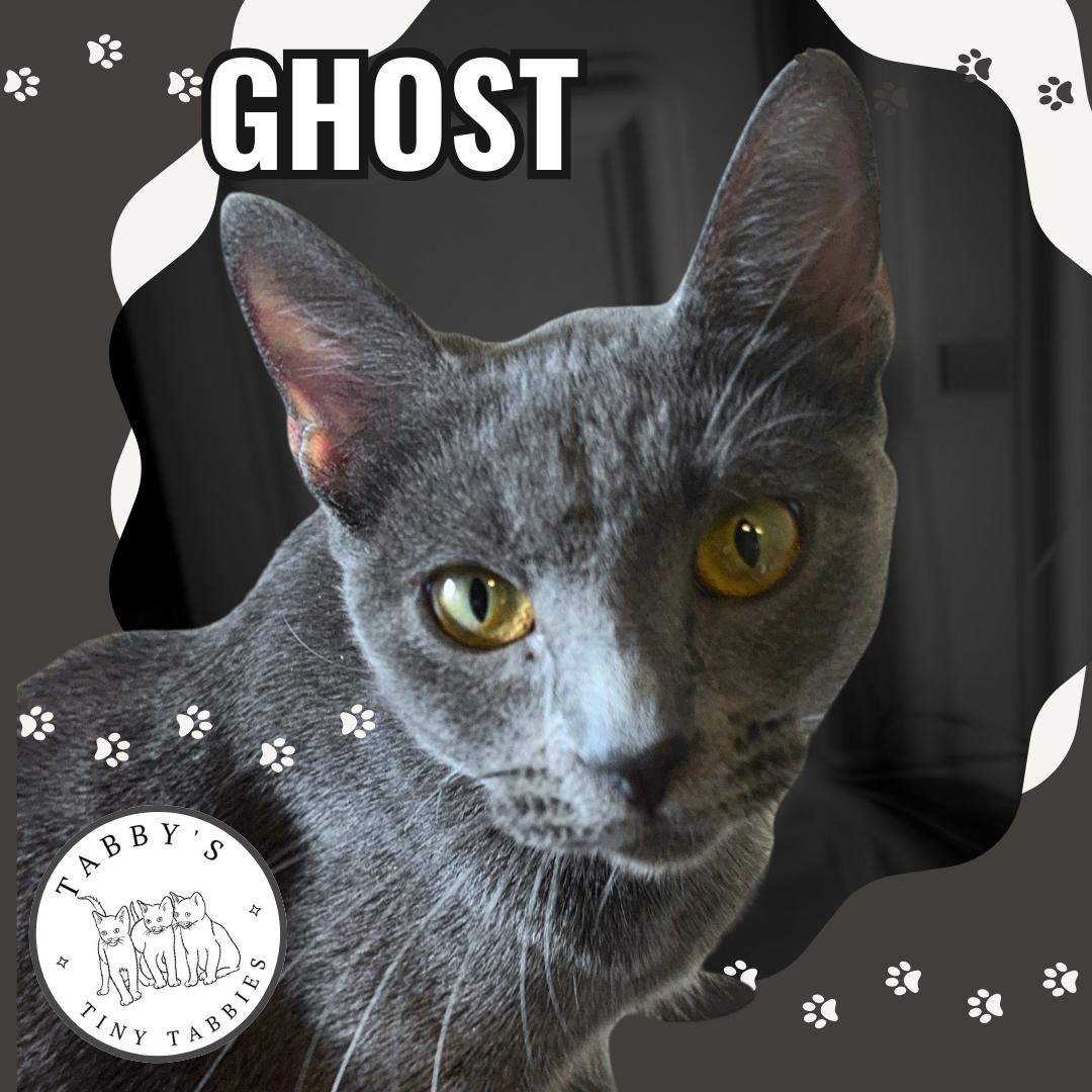 Ghost (available now!) photo 4