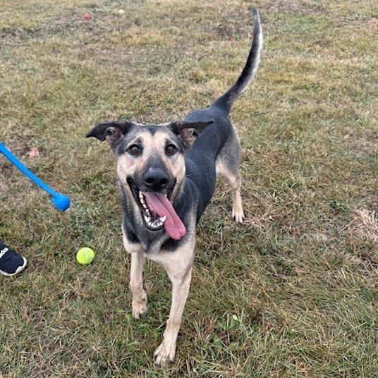 Lucia, Adoptable, Adult Female German Shepherd Dog.