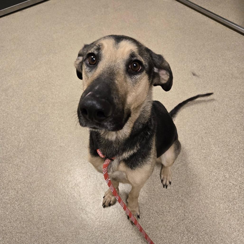 Enlarge Lucia, a Adoptable German Shepherd Dog in Bristol, IN image 3/3