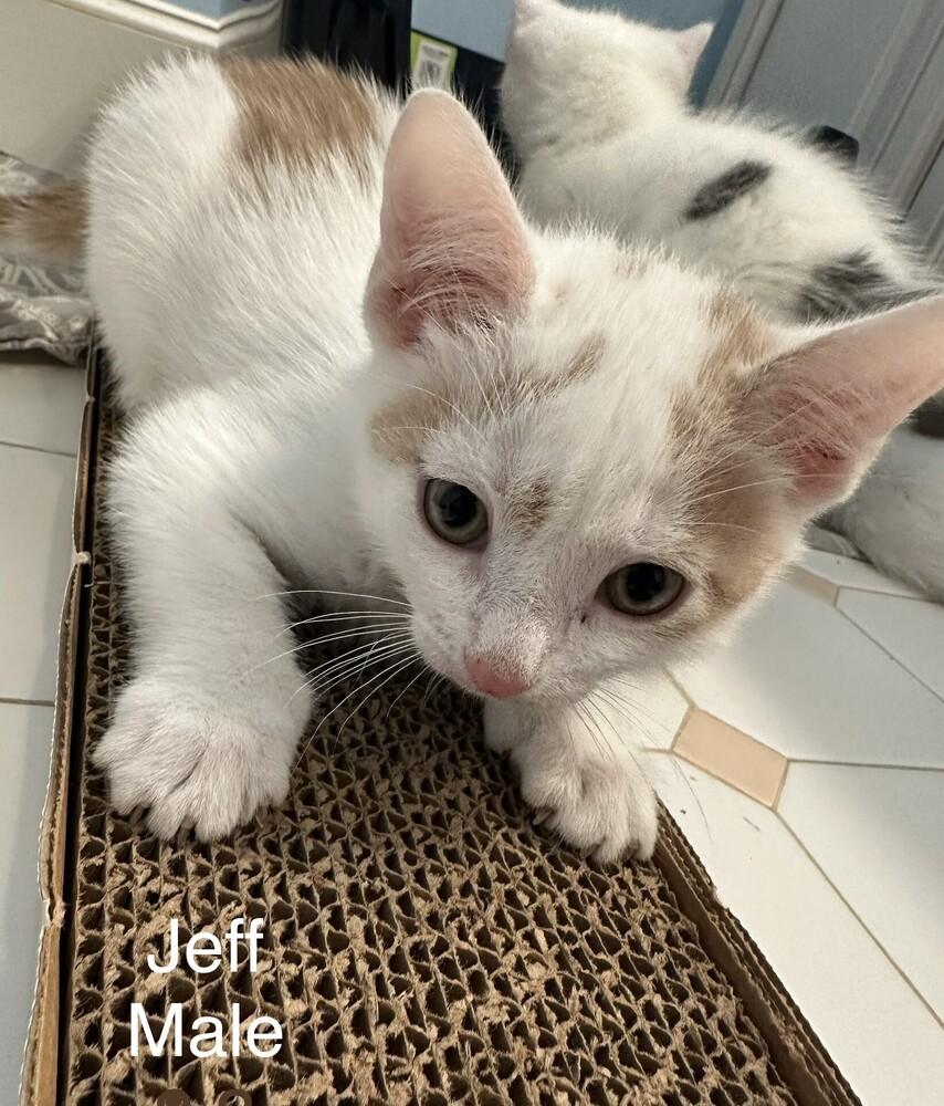 JEFF, Adopted, Kitten Male Domestic Short Hair.
