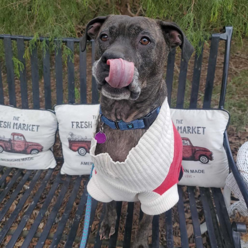 Enlarge Marshall, a Adoptable Mixed Breed in Fredericksburg, VA image 2/6