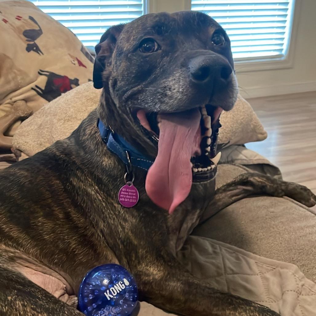 Enlarge Marshall, a Adoptable Mixed Breed in Fredericksburg, VA image 2/6