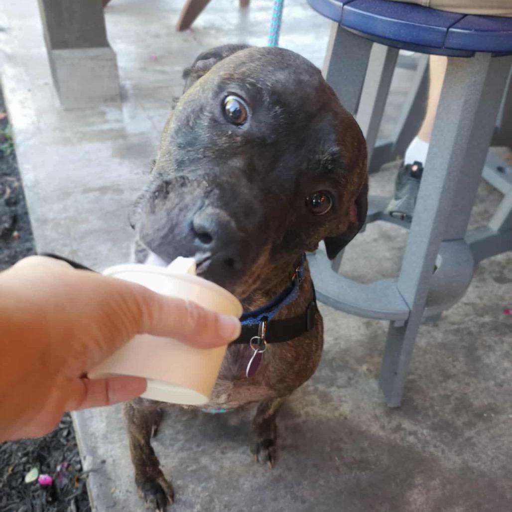 Enlarge Marshall, a Adoptable Mixed Breed in Fredericksburg, VA image 3/6