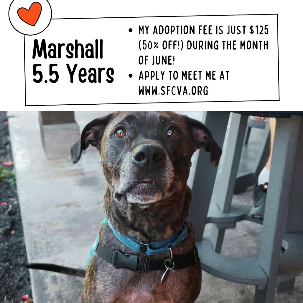 Marshall, a Adoptable Mixed Breed in Fredericksburg, VA image 3/6