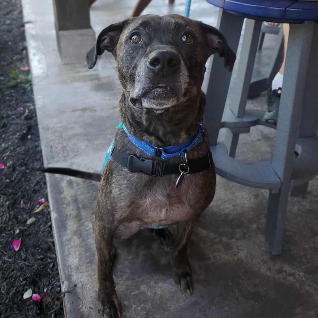 Enlarge Marshall, a Adoptable Mixed Breed in Fredericksburg, VA image 4/6