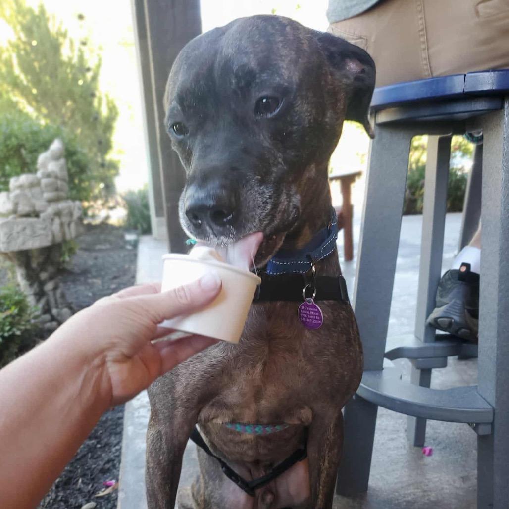 Enlarge Marshall, a Adoptable Mixed Breed in Fredericksburg, VA image 5/6