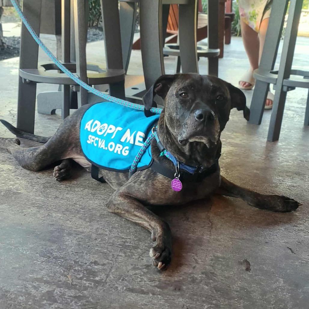Enlarge Marshall, a Adoptable Mixed Breed in Fredericksburg, VA image 6/6
