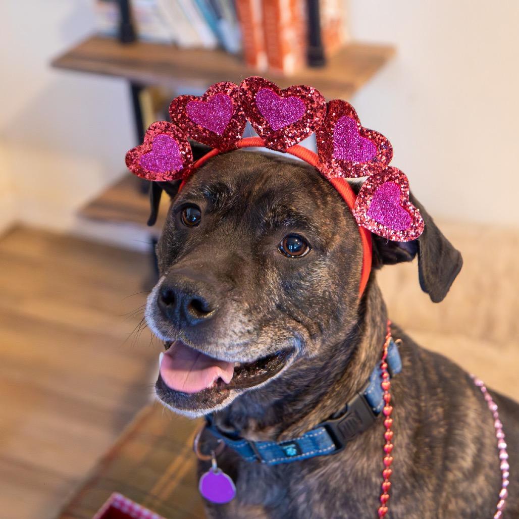 Enlarge Marshall, a Adoptable Mixed Breed in Fredericksburg, VA image 6/6