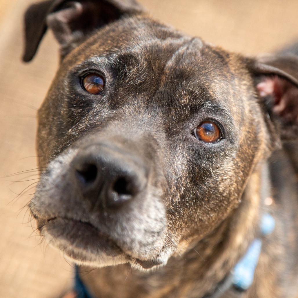 Marshall, a Adoptable Mixed Breed in Fredericksburg, VA image 6/6