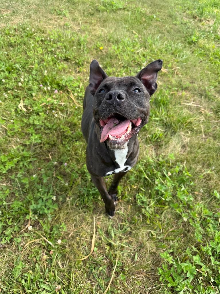 Esther - Fee Waived, Adoptable, Adult Female American Staffordshire Terrier.