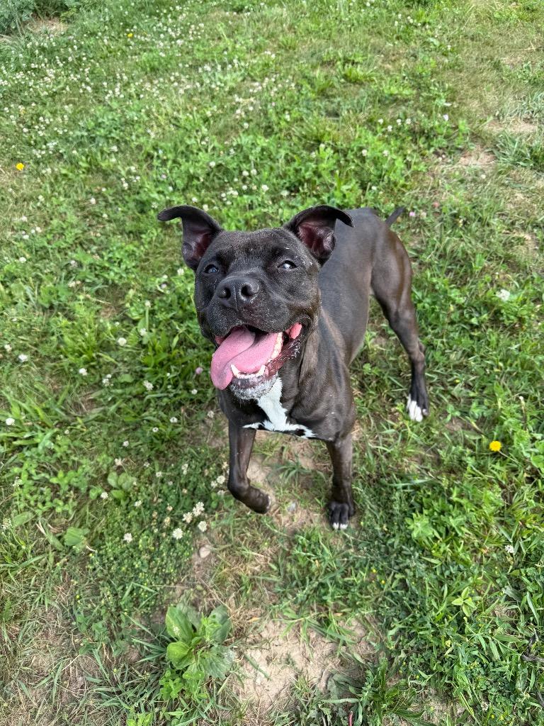 Esther - Fee Waived, a Adoptable mixed breed in Pierceton, IN image 2/6
