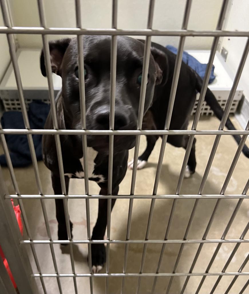 Esther, a Adoptable mixed breed in Pierceton, IN image 1/2