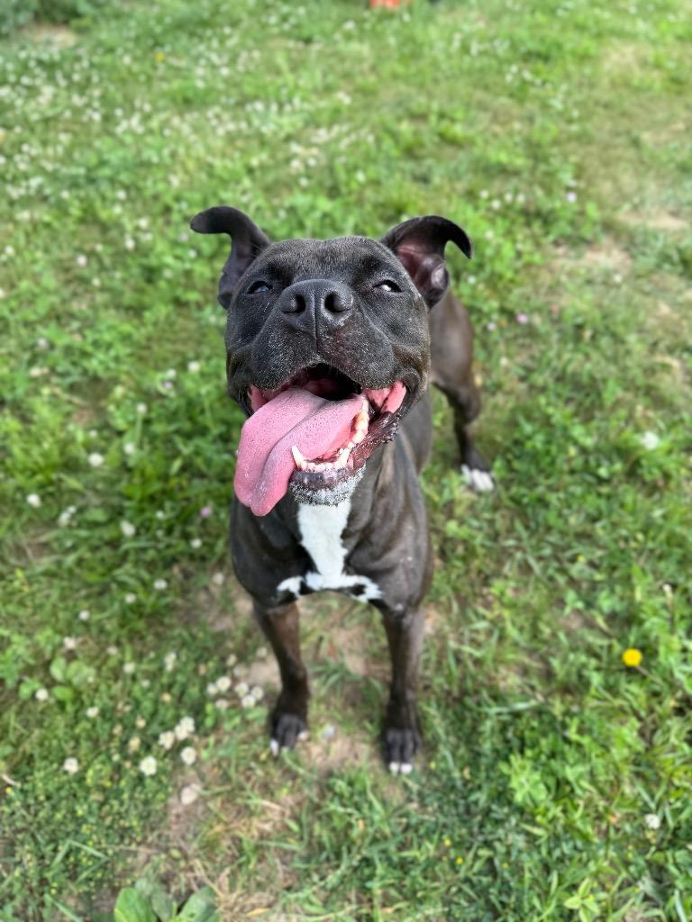 Esther - Fee Waived, a Adoptable mixed breed in Pierceton, IN image 3/6