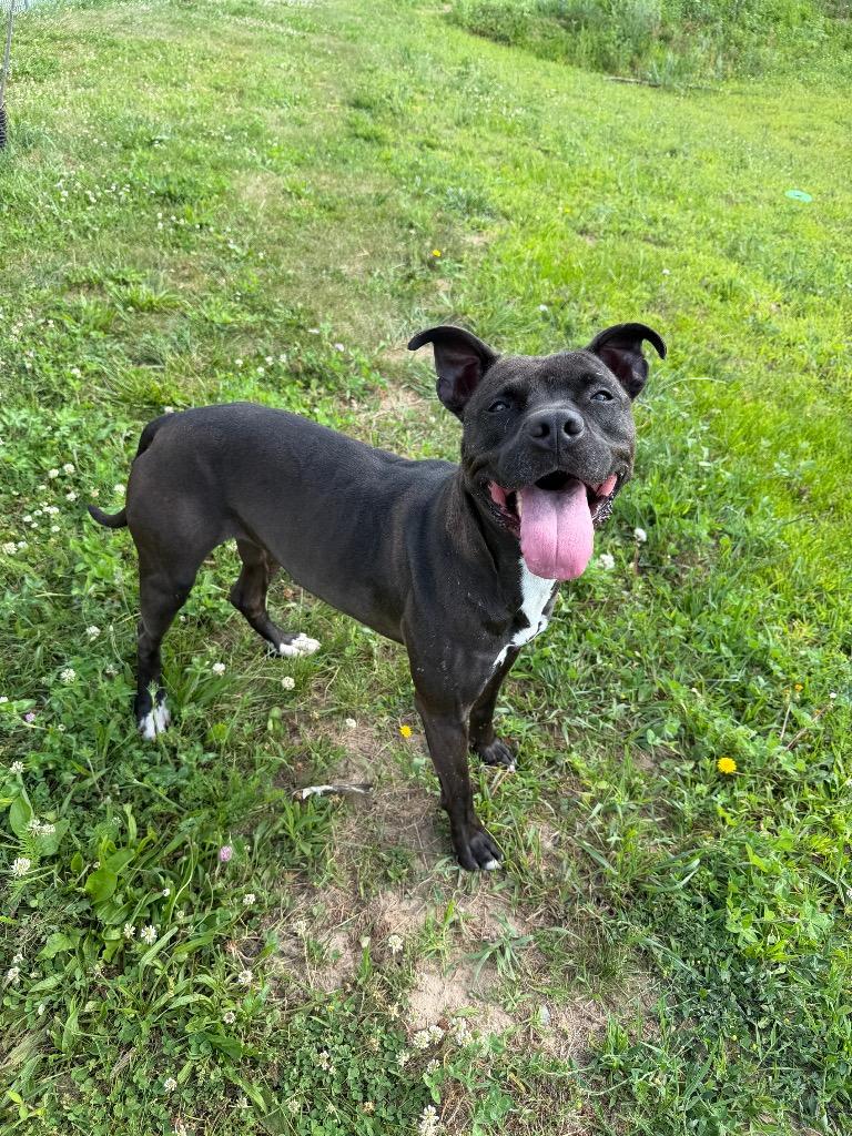 Esther - Fee Waived, a Adoptable mixed breed in Pierceton, IN image 4/6