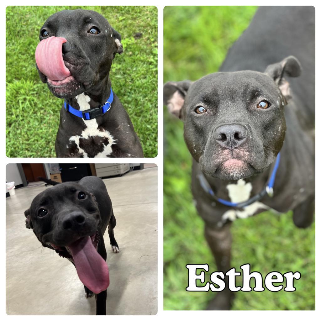 Esther, Adoptable, Adult Female American Staffordshire Terrier.