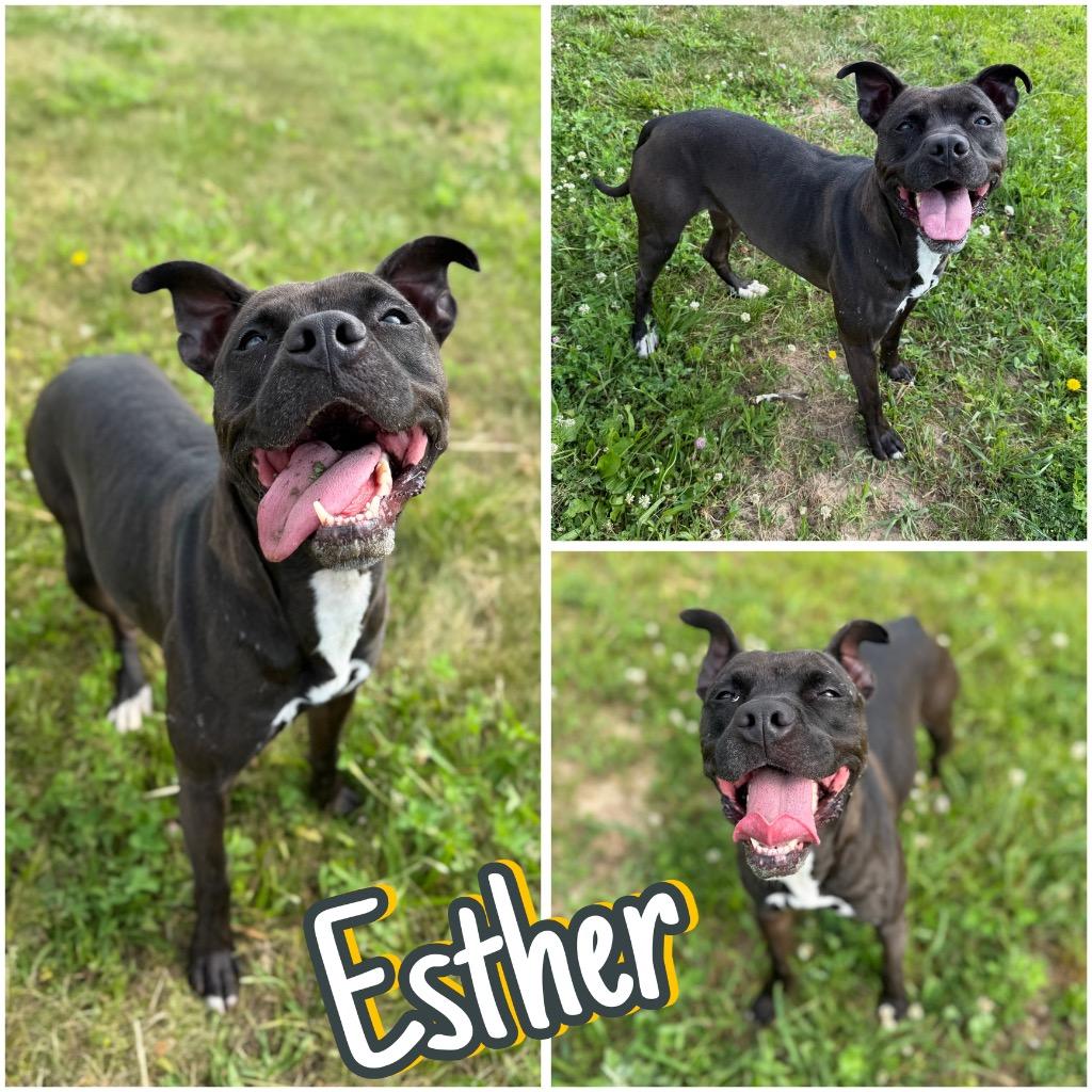 Esther - Fee Waived, a Adoptable mixed breed in Pierceton, IN image 6/6