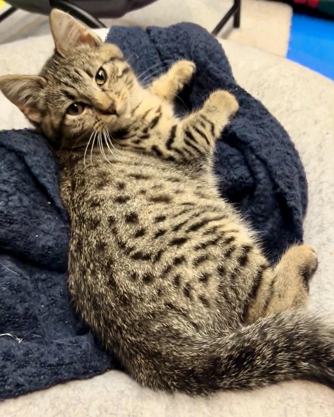 Enlarge Cub, a Adoptable Domestic Short Hair in Tillamook, OR image 1/6