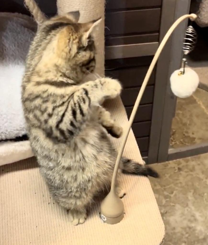 Enlarge Cub, a Adoptable Domestic Short Hair in Tillamook, OR image 2/6