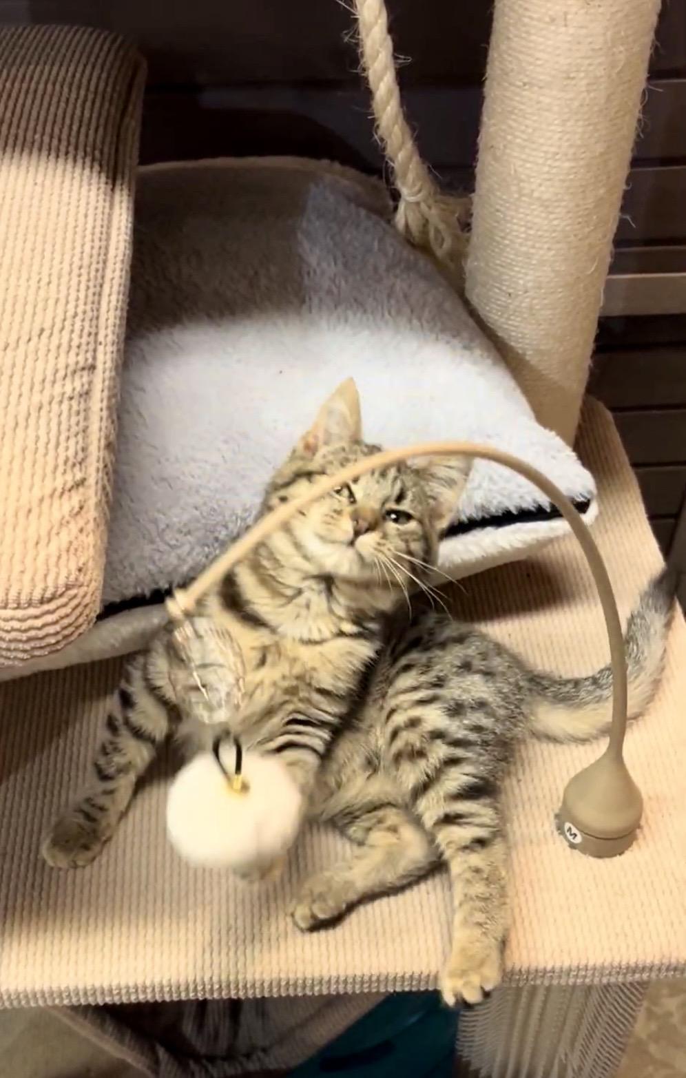 Enlarge Cub, a Adoptable Domestic Short Hair in Tillamook, OR image 5/6