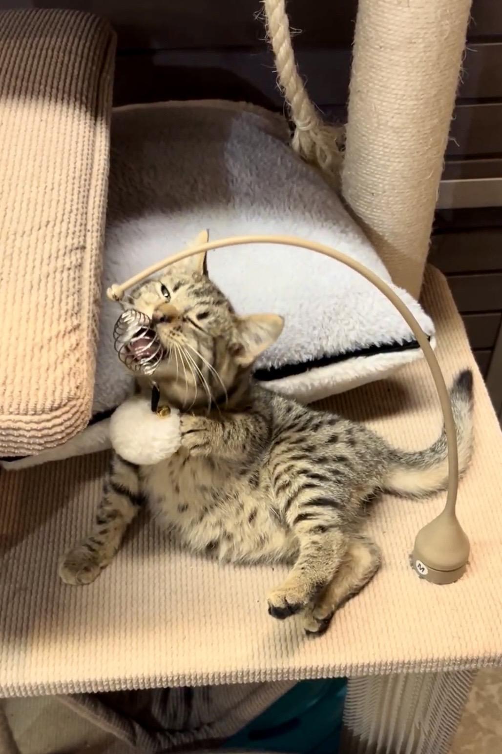 Enlarge Cub, a Adoptable Domestic Short Hair in Tillamook, OR image 3/6