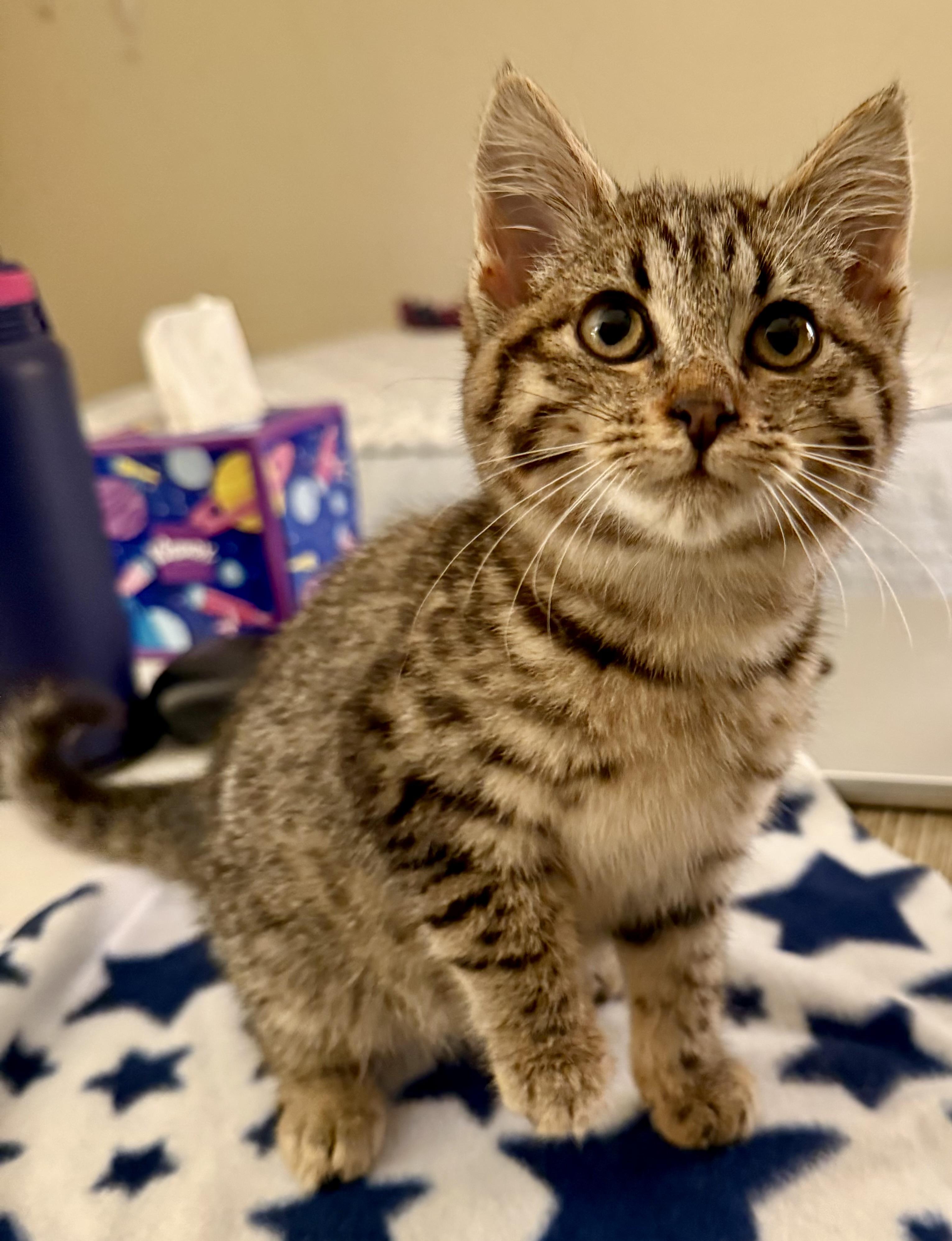 Enlarge Cub, a Adoptable Domestic Short Hair in Tillamook, OR image 4/6