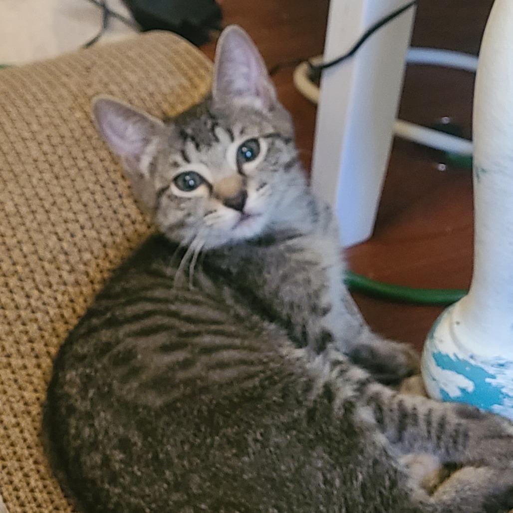 Lupita, Adoptable, Young Female Domestic Short Hair.