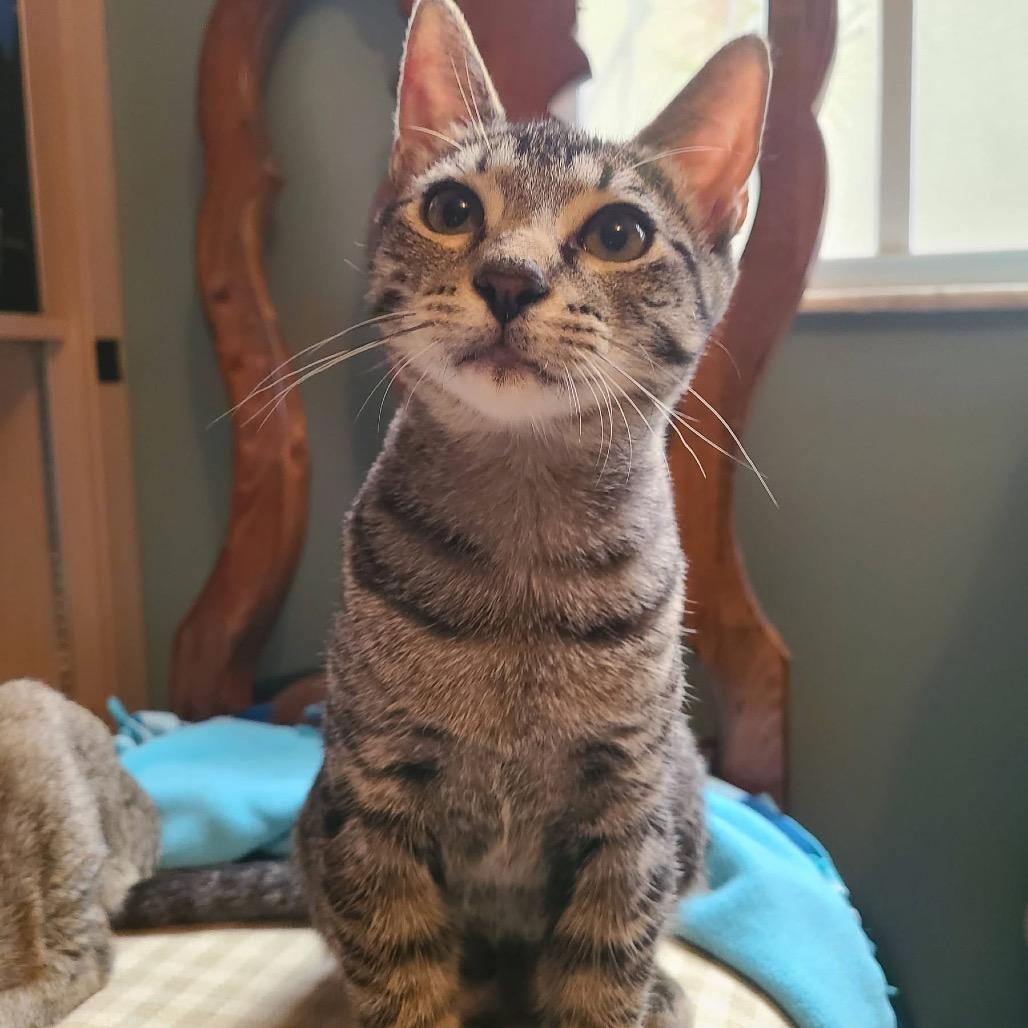 Enlarge Lupita, a Adoptable Domestic Short Hair in Fort Lauderdale, FL image 2/6