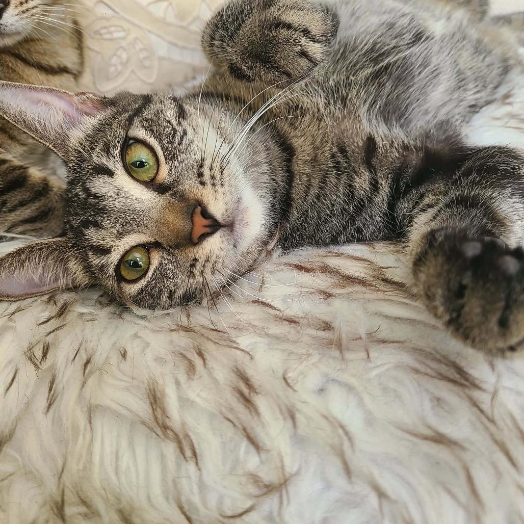 Enlarge Lupita, a Adoptable Domestic Short Hair in Fort Lauderdale, FL image 3/6