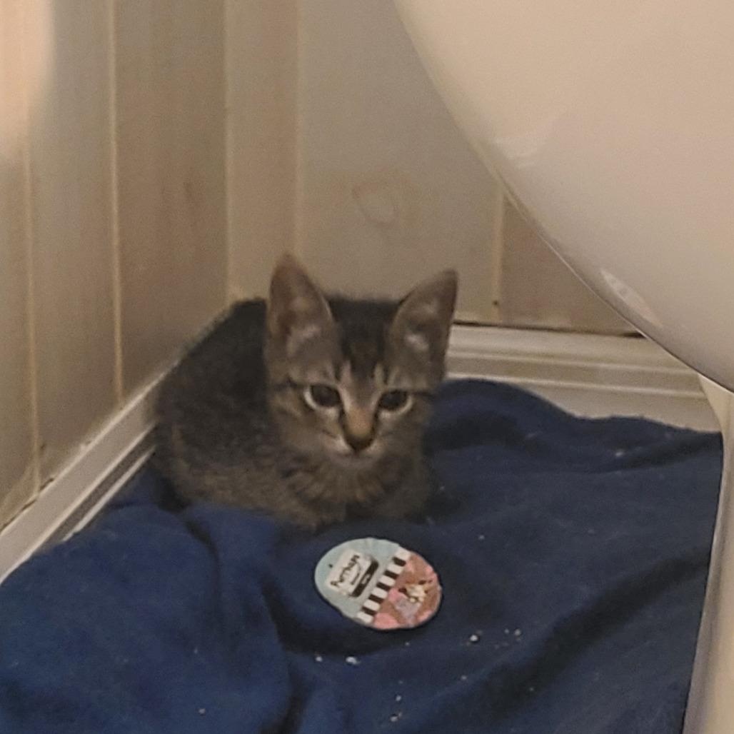 Enlarge Lupita, a Adoptable Domestic Short Hair in Fort Lauderdale, FL image 4/6